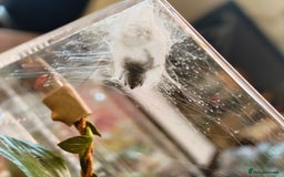 Spiders invertebrates for sale: 3 x female young adult jumping  spiders phidippus - Image 14