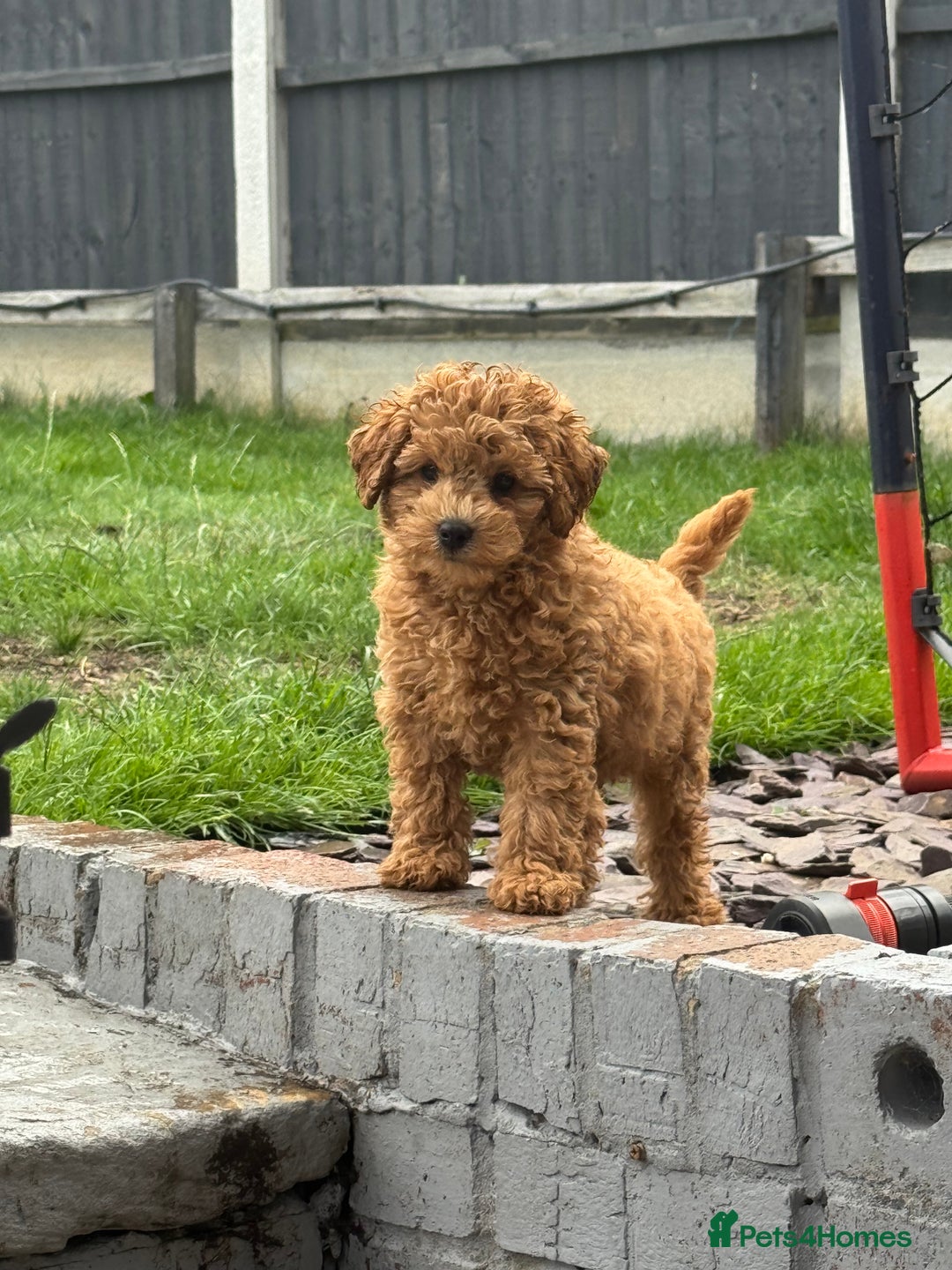 Poochon dogs for sale: Male poochon F1b - Image 4