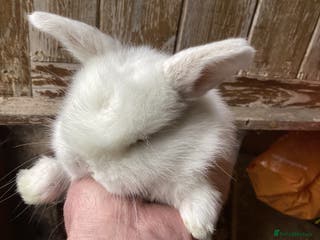 Mini Lop rabbits Mini lop bunnies for sale - Advert 9