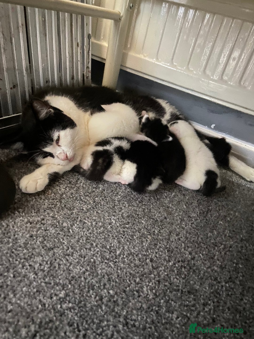 Domestic Shorthair cats for sale: Three male kittens - Image 4