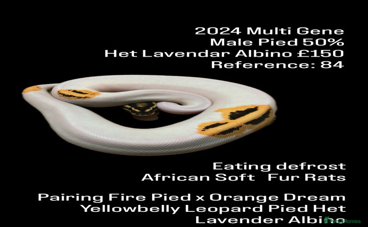 Python Snake reptiles - Advert 1