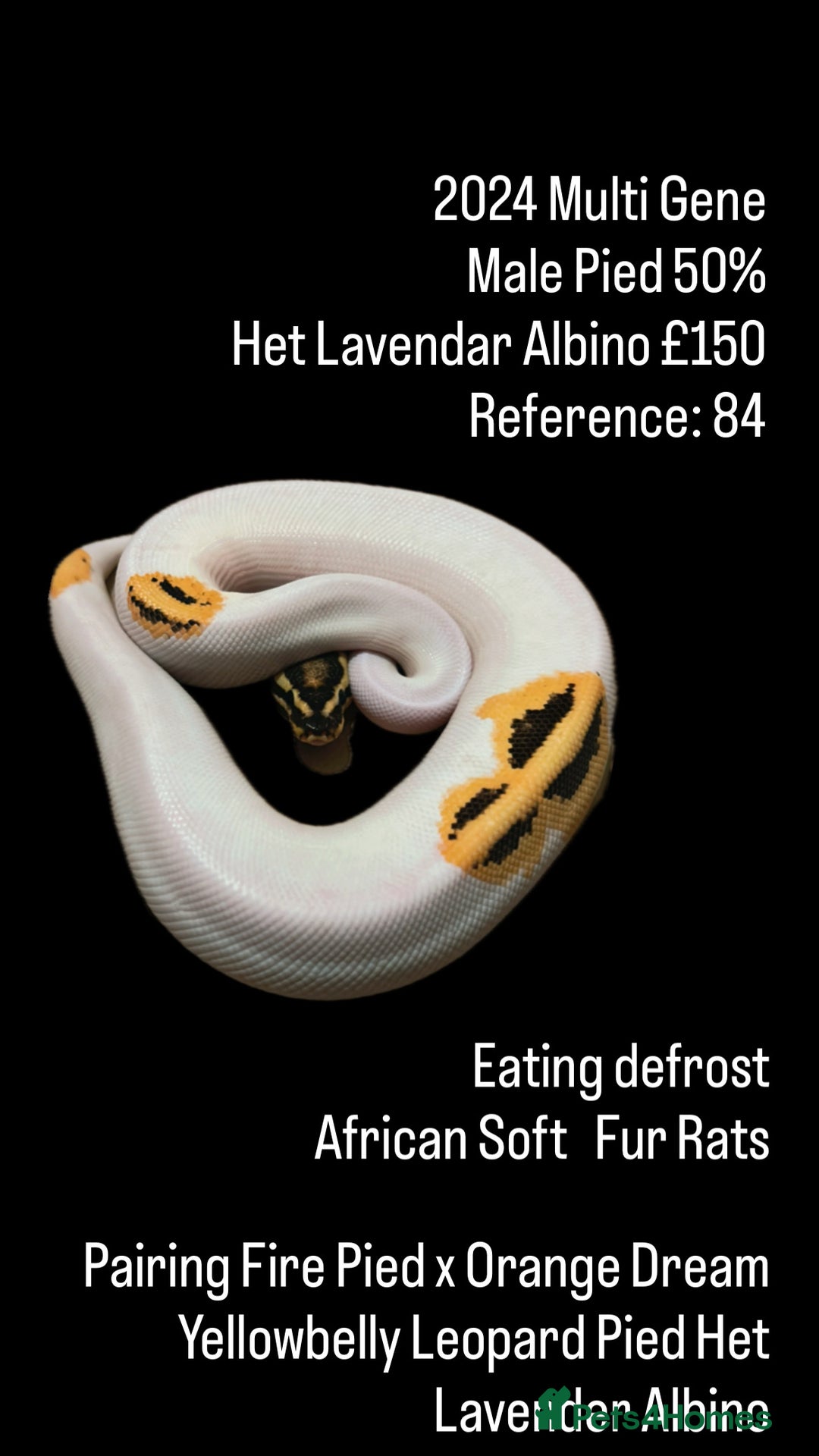 Python Snake reptiles for sale: Various Emoji Pied Ball Pythons Royal Snake  - Image 1