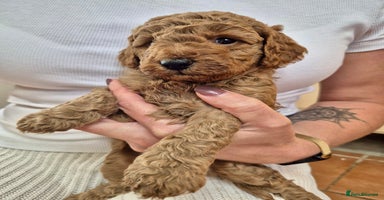 Cockapoo dogs - Advert 6