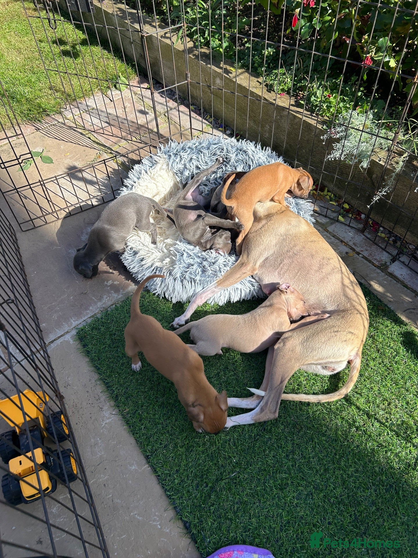 Mixed Breed dogs Italian Greyhound x Whiggy puppies - Advert 2