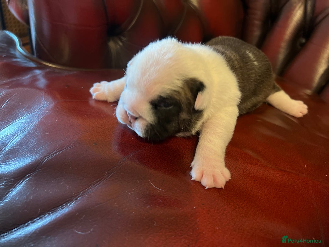 English Bulldog dogs for sale: English bulldogs - Advert 39