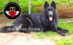 German Shepherd dogs for sale: hip scored DM Clear and DNA tested parents - Image 5
