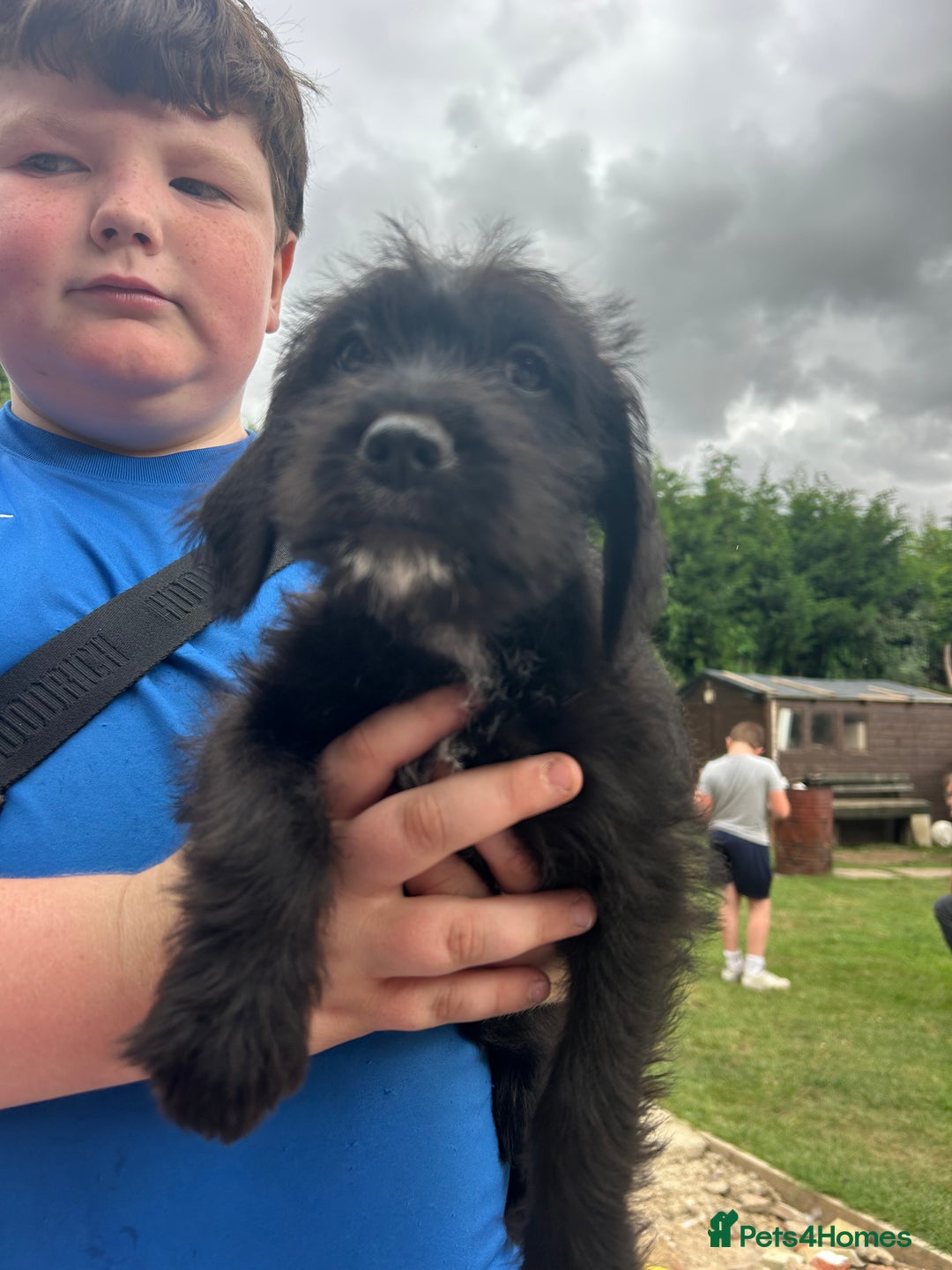 Mixed Breed dogs for sale: Jackapoo spaniel cross - hound puppies  - Image 17