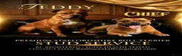 Staffordshire Bull Terrier dogs for stud: Introducing TEDDY🧸 - Advert 4