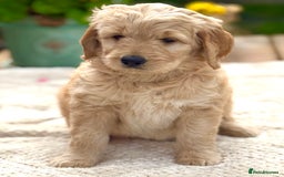 Goldendoodle dogs for sale: Exeptional Goldendoodle puppies F1b - Image 3