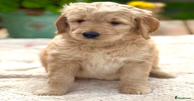 Goldendoodle dogs - Advert 5