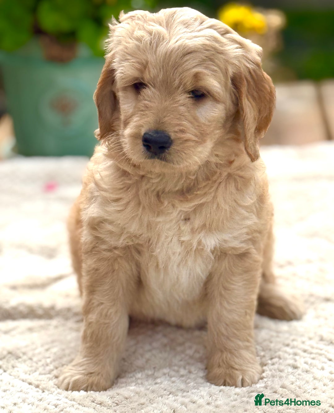 Goldendoodle dogs for sale: Exeptional Goldendoodle puppies F1b - Image 3