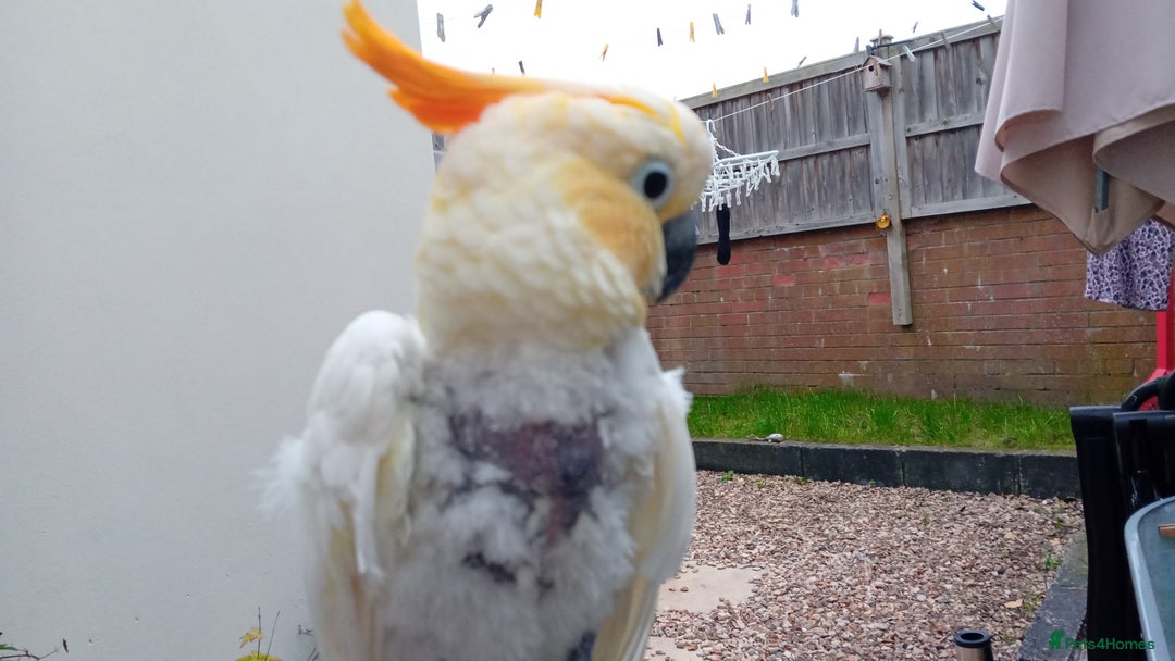Cockatoo birds for sale: Citreon  crested cockatoo  - Image 5