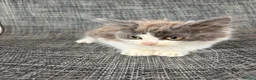 Mixed Breed cats for sale: Gorgeous male kitten - Advert 3
