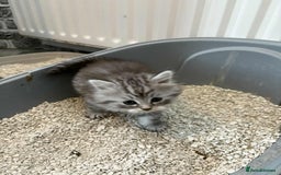 Persian cats for sale: Persian x kittens , 2 separate litters - Advert 37