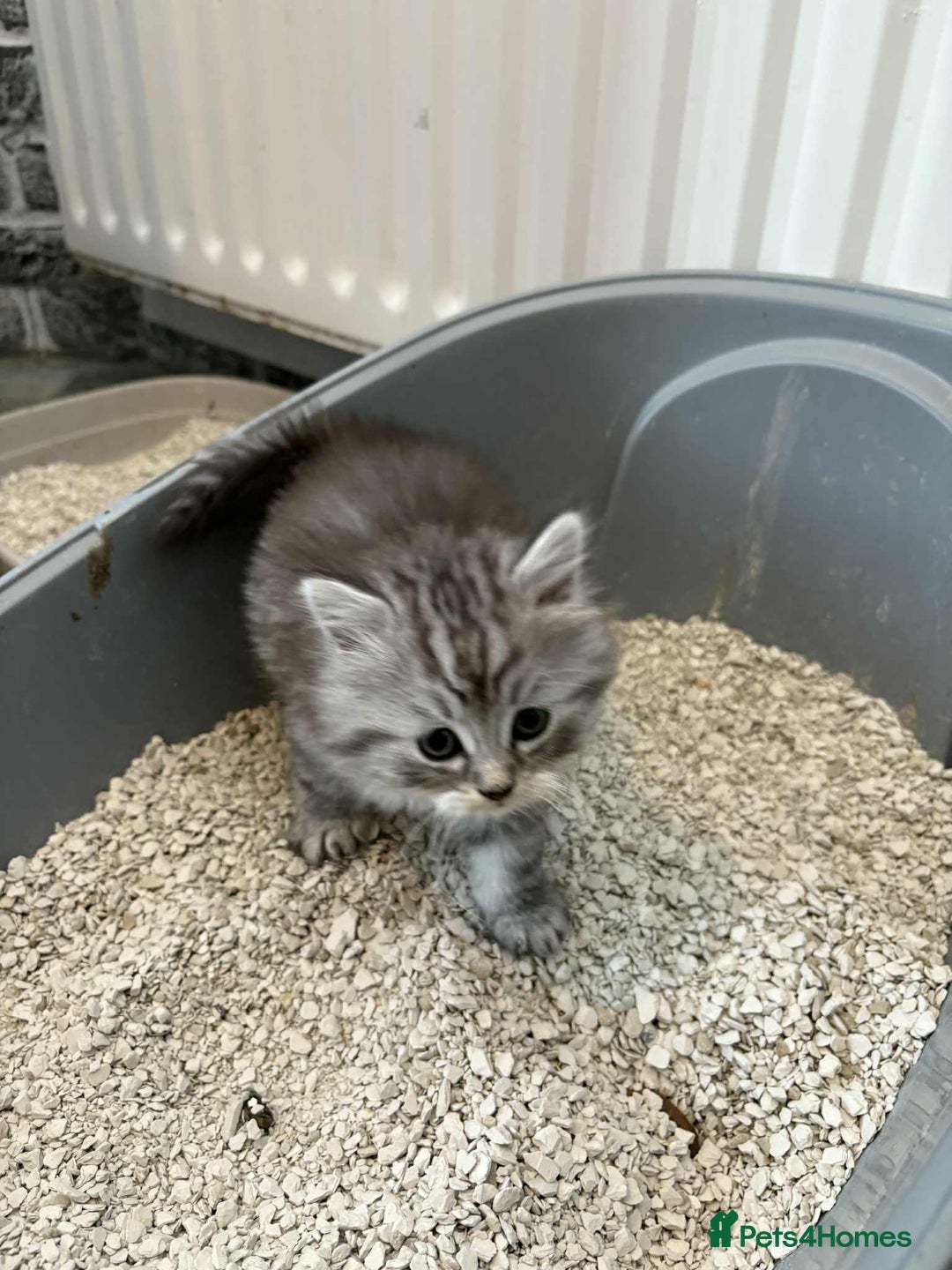 Persian cats for sale: Persian x kittens , 2 separate litters - Advert 37