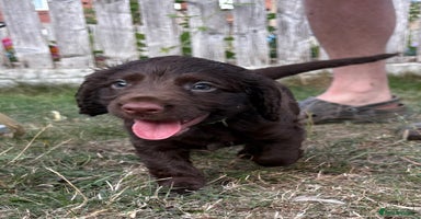 Cocker Spaniel dogs - Advert 15