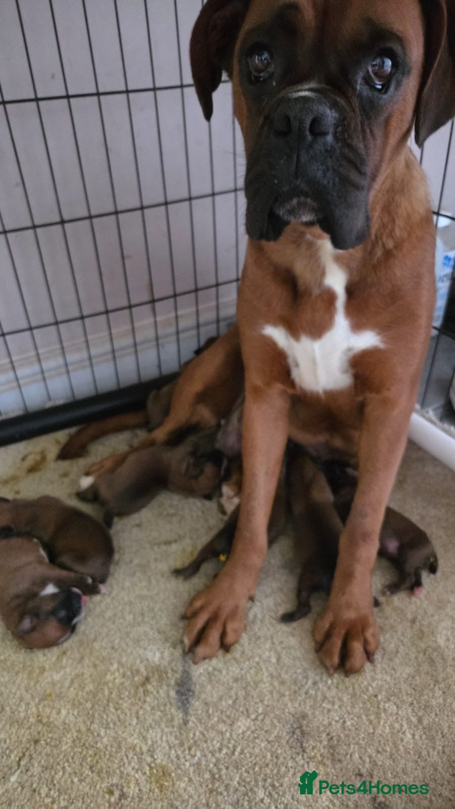Boxer dogs KC Registered Boxer puppies  - Advert 2