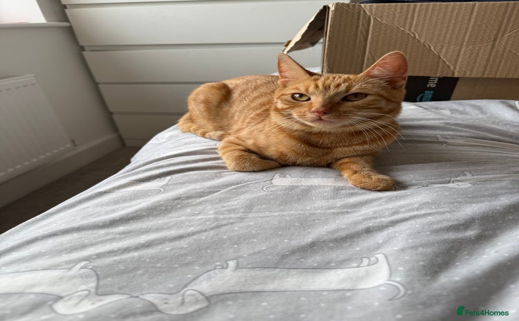 Domestic Shorthair cats - Advert 2
