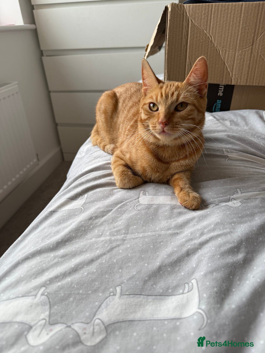 Domestic Shorthair cats for sale: Rehoming Ginger Tabby - Image 1