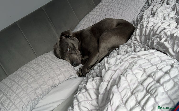 Staffordshire Bull Terrier dogs - Advert 1