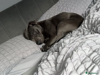 Staffordshire Bull Terrier dogs - Advert 4