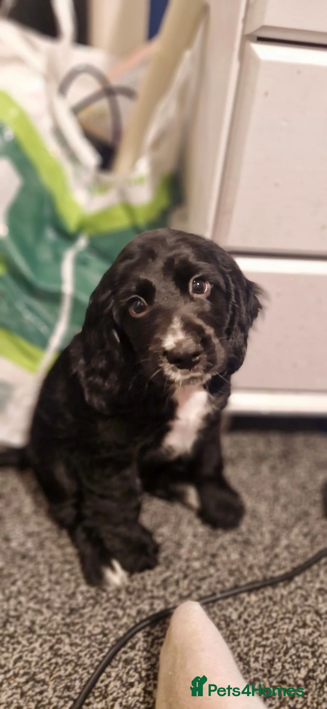 Cocker Spaniel dogs for sale: 2 gorgeous kc reg pups left in Warrington - Advert 15