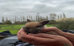 Mini Lop rabbits for sale: 8 beautiful lops  - Image 13
