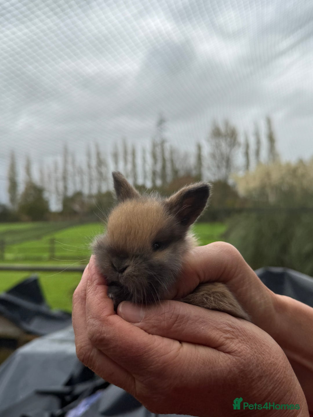 Mini Lop rabbits for sale: 8 beautiful lops  - Image 13