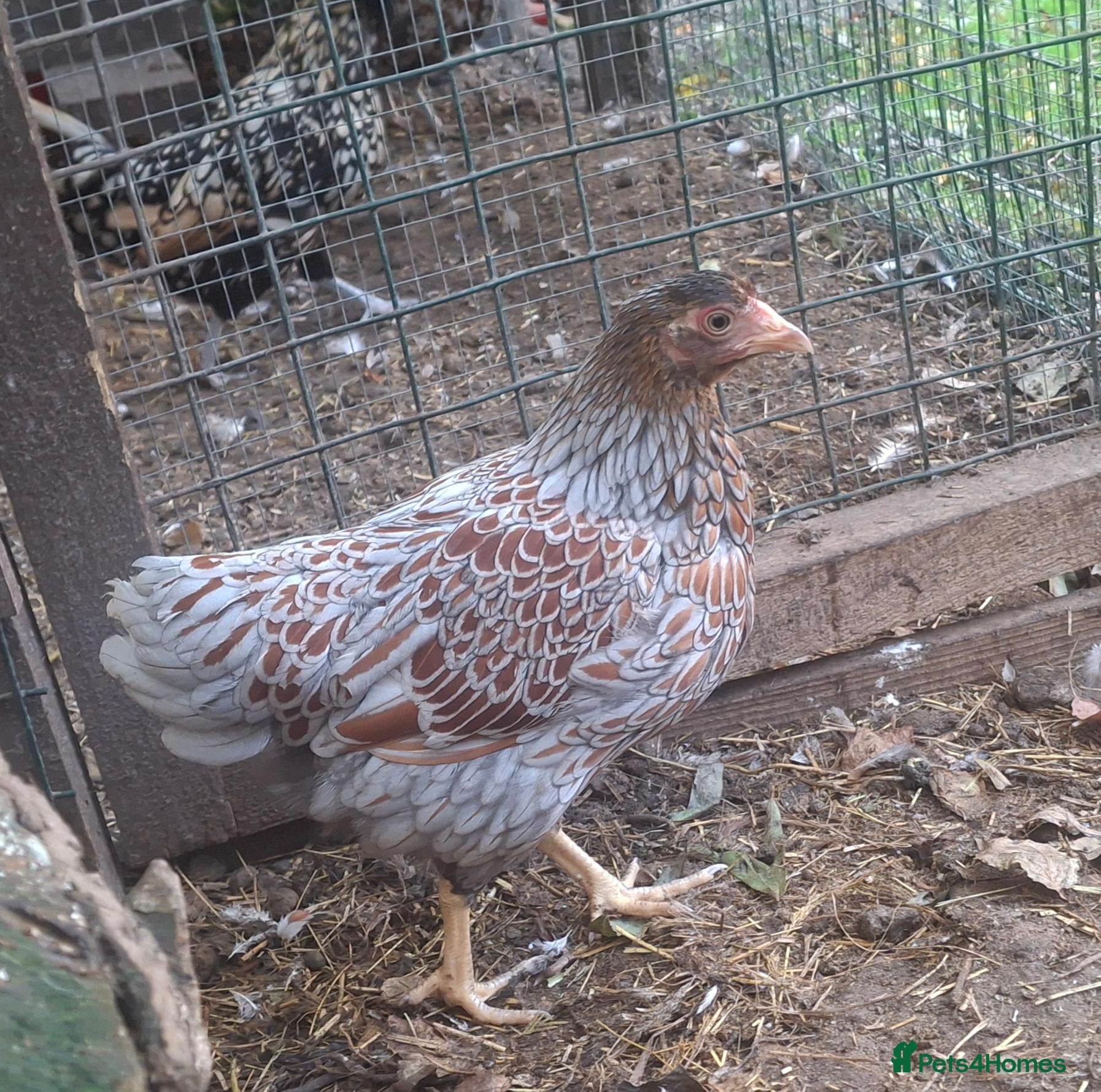 Chickens poultry for sale: Bantam Laced Wyandotte Chickens - Advert 2