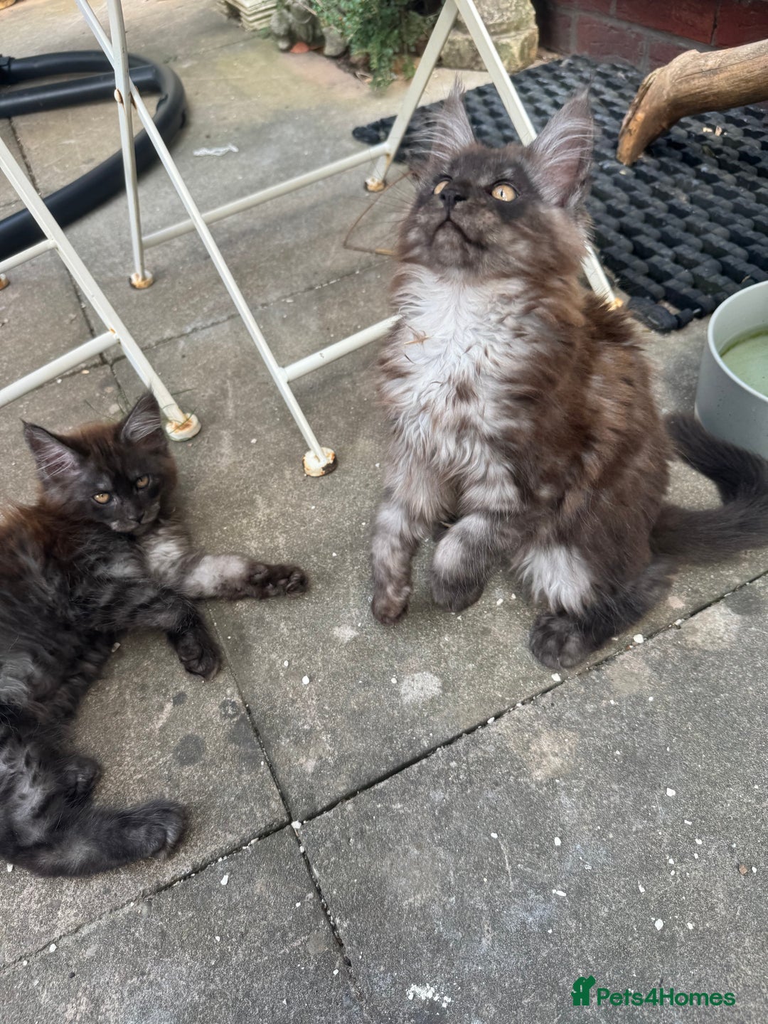 Maine Coon cats for sale: Stunning Black Smoke TiCA kittens  - Image 6