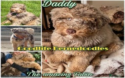 Bernedoodle dogs for sale: ⭐⭐⭐⭐Licensed•Ethical•HomeBreeder - Image 4