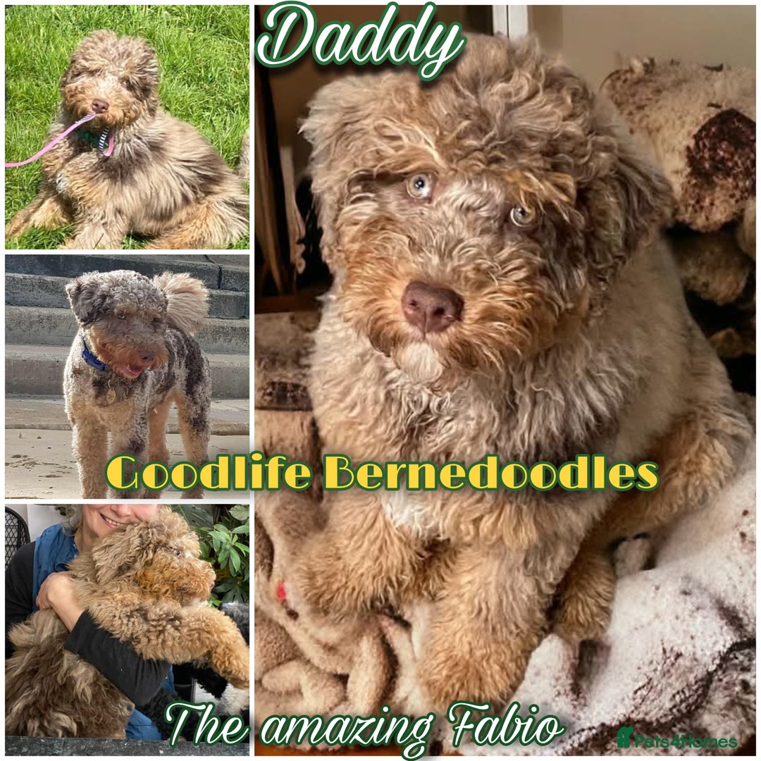 Bernedoodle dogs for sale: ⭐⭐⭐⭐Licensed•Ethical•HomeBreeder - Image 4