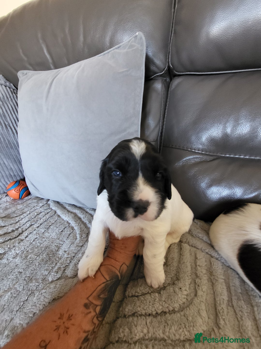 English Springer Spaniel dogs for sale: Two black and white and one liver and white - Image 7