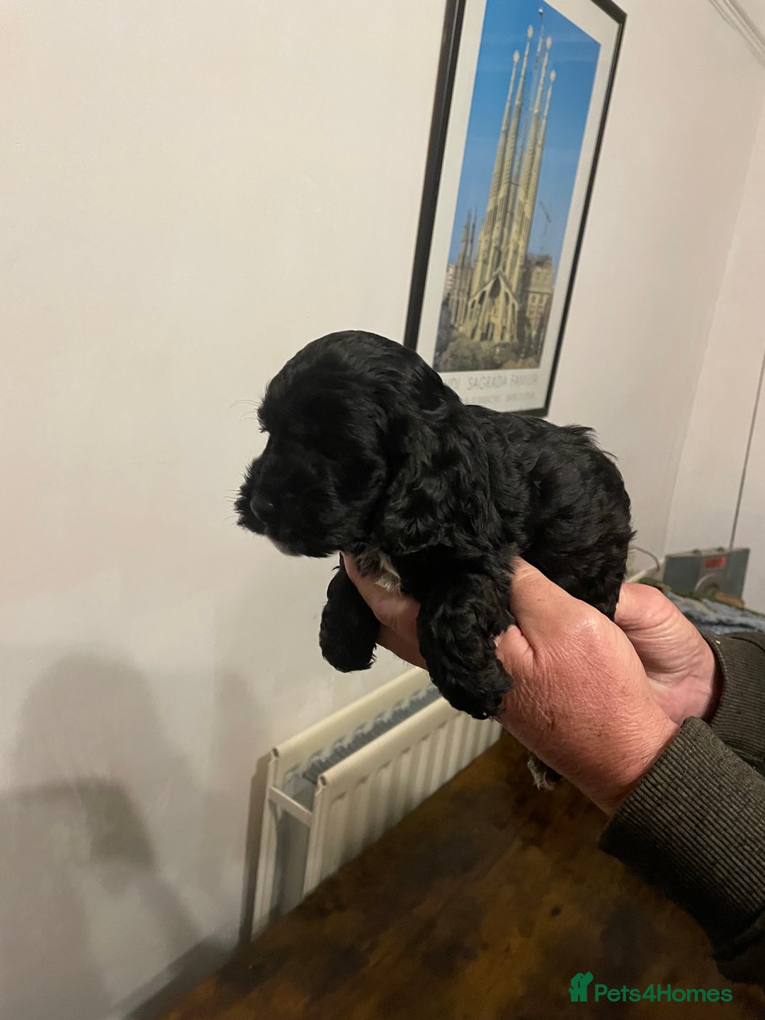 Cockapoo dogs for sale: Cockapoo puppies - Image 21