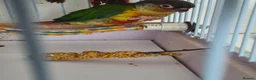 Conures birds for sale: Full aviry(20+)3 baby Green cheek conures  in Edgware - Advert 8