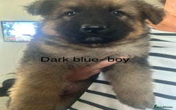 German Shepherd dogs for sale: Beautiful GSD pups - Image 19