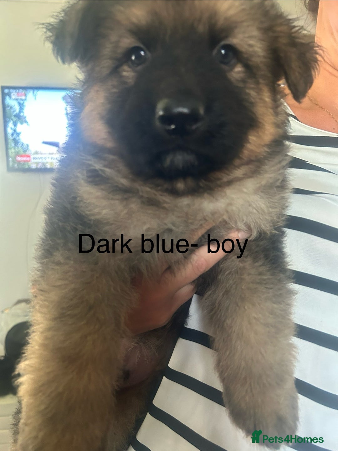 German Shepherd dogs for sale: Beautiful GSD pups - Image 19