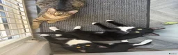Mixed Breed cats for sale: Asu - The Beautiful Transformation - Advert 8