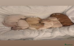 Chiweenie dogs for sale: chiweenie (dachshund x chihuahua) puppies - Image 2