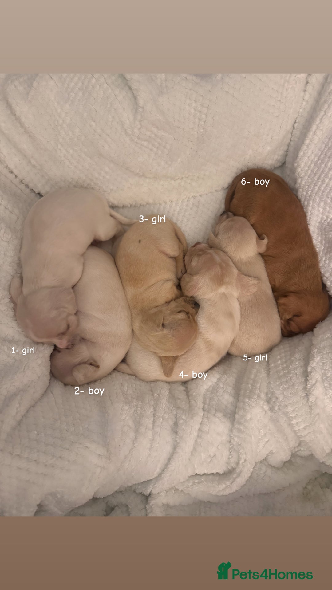 Chiweenie dogs for sale: chiweenie (dachshund x chihuahua) puppies - Image 2