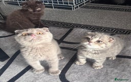 Scottish Fold cats for sale: Scotish kitten  - Image 16