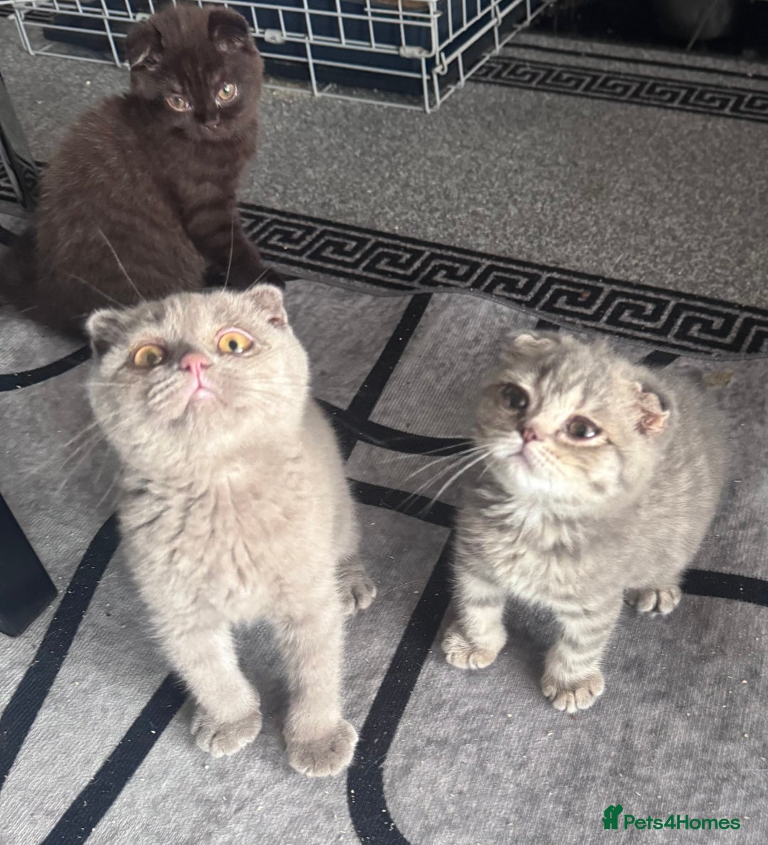 Scottish Fold cats for sale: Scotish kitten  - Image 16