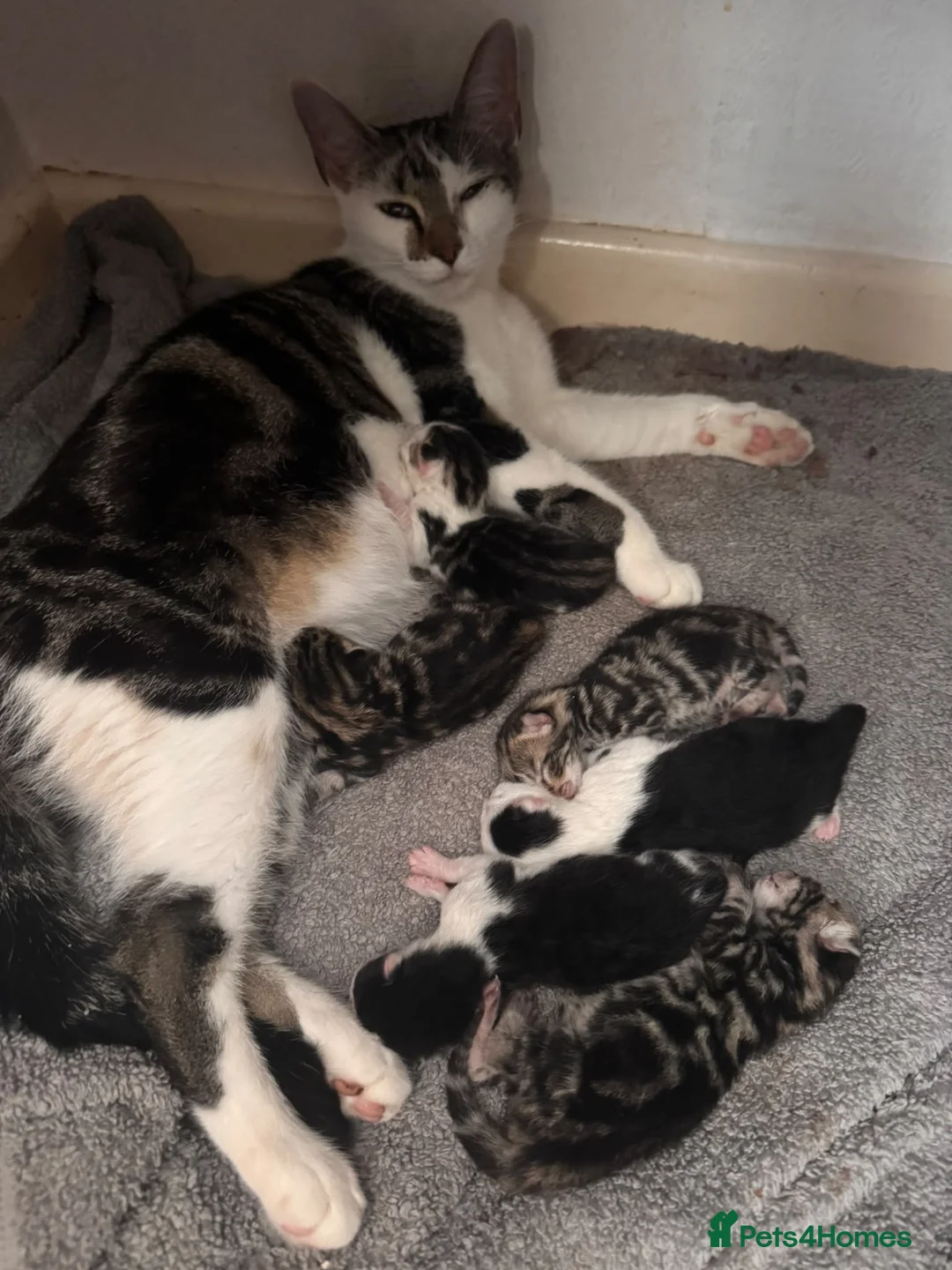 Mixed Breed cats for sale: Kittens - Advert 10