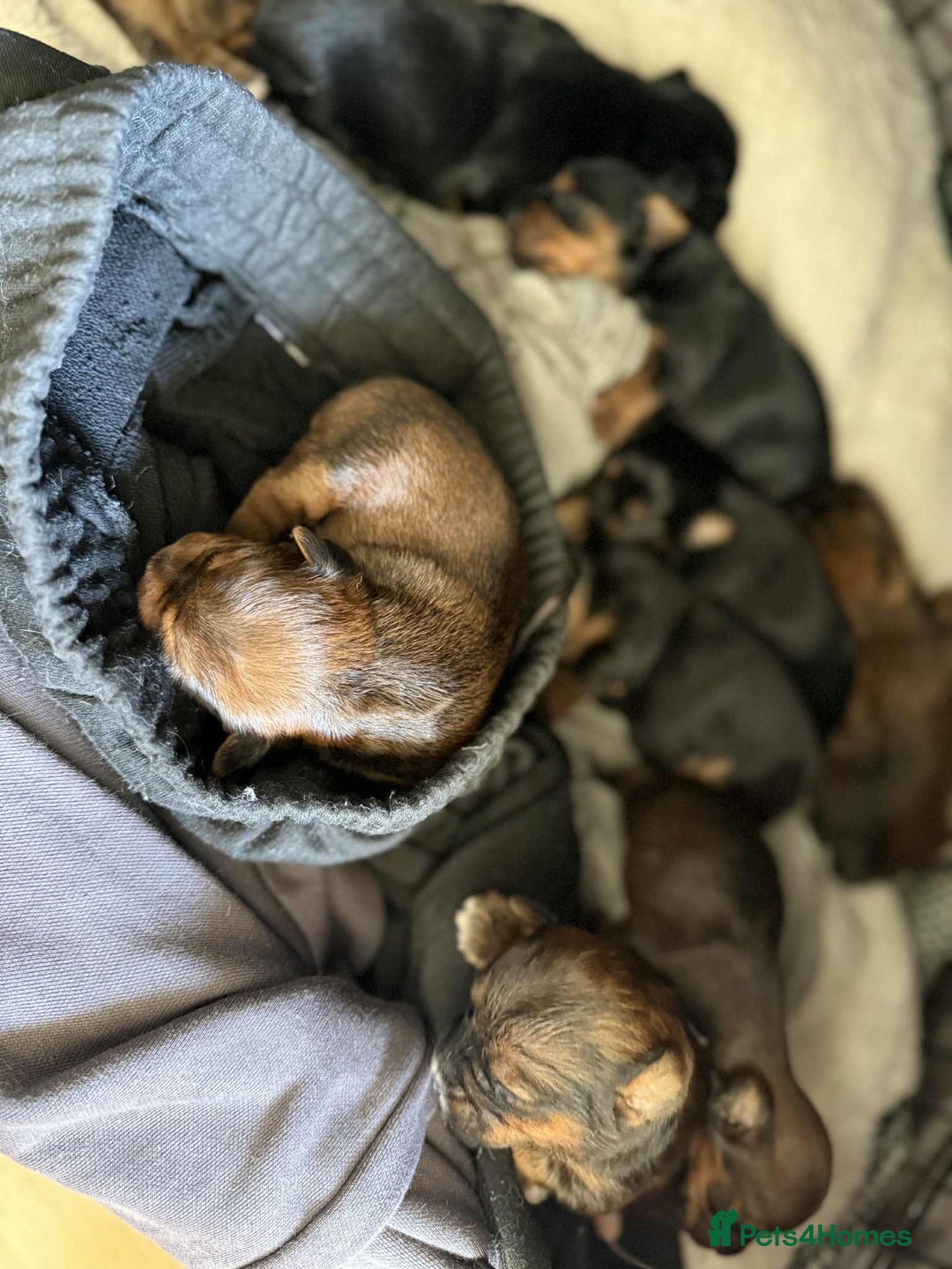 Yorkshire Terrier dogs for sale: Yorkshire Terrier  - Advert 5