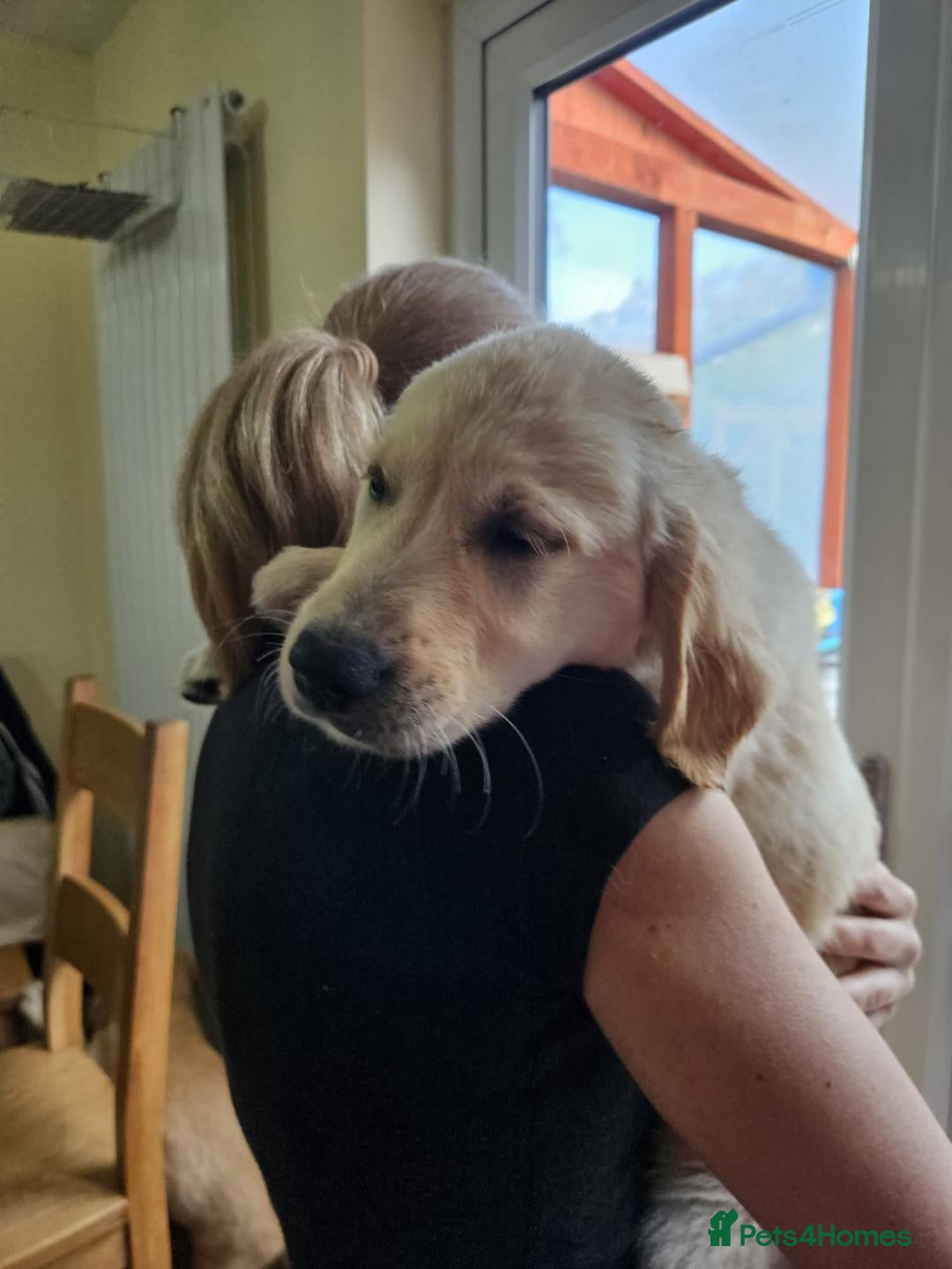 Golden Retriever dogs 1 GIRL PUPPIES LEFT Beautiful Golden Retriever - Advert 2