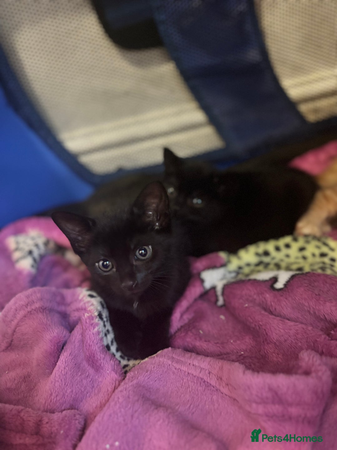 Mixed Breed cats for sale: Two beautiful litters 2 days apart  - Image 7