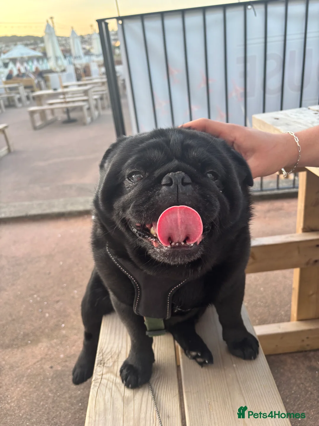 Pug dogs for stud: Kc registered pug available for stud  - Advert 2