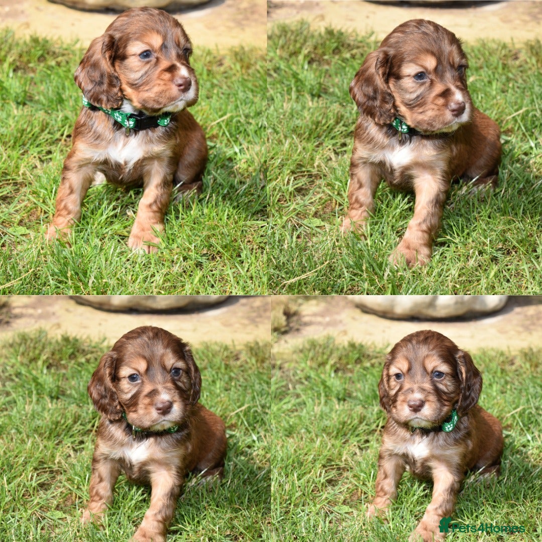 Cocker Spaniel dogs for sale: Kc Reg Cocker Spaniel Puppies Available - Image 4