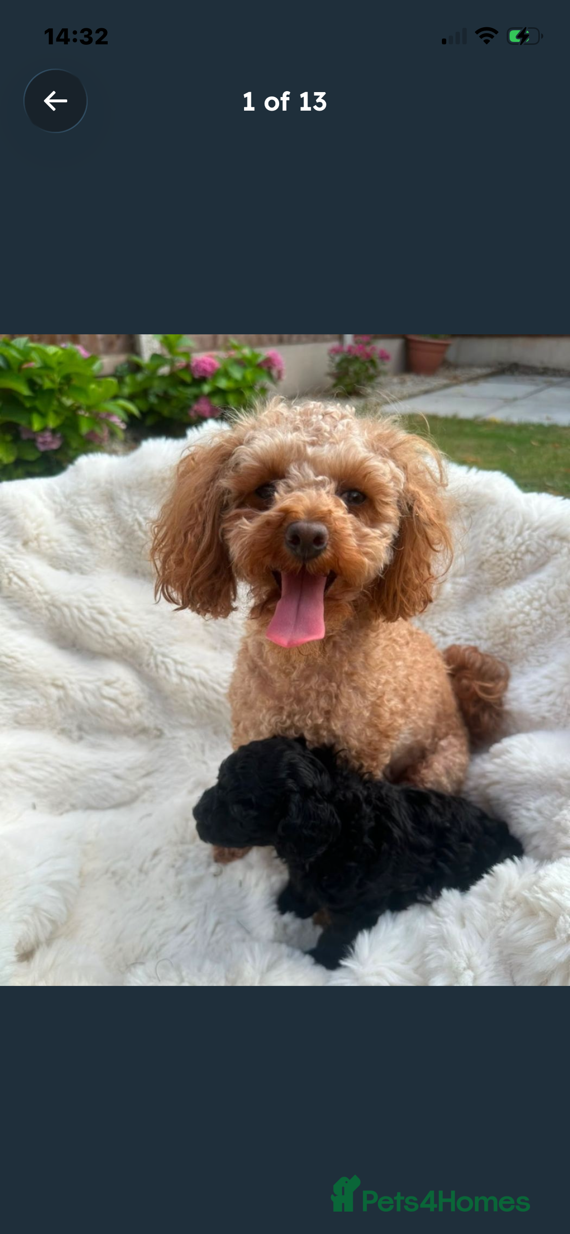 Poodle dogs Toy poodle - Advert 1