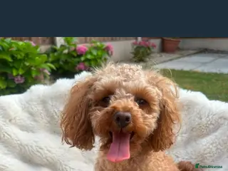 Poodle dogs Toy poodle - Advert 1